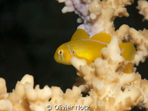 Lemon Coral Gob; real nervous small fishes :-) by Olivier Notz 